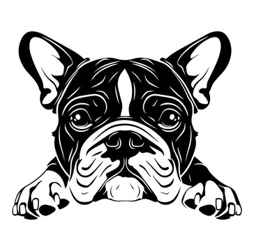 recommend clip art: bulldog dog face peeking over front paws vector illustration