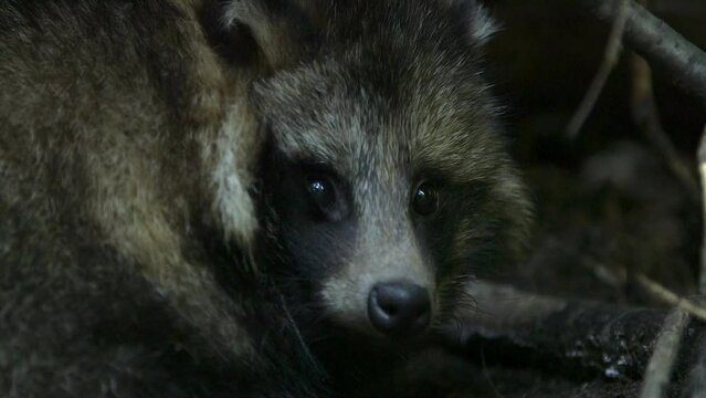 Common Raccoon Dog Looking into Camera in Closeup. The Common Raccoon Dog is a Small, Heavy-set, Fox-like Canid Native to East Asia. They Feed on Animals and Plants.