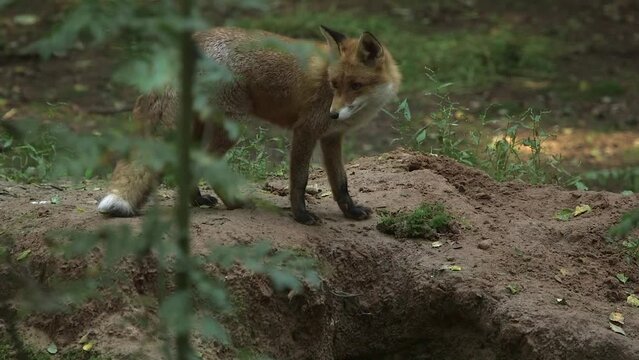 Red Fox Finds a Hidden White Mouse and Eats It. A Red Fox Has a Long History of Association with Humans, Having Been Extensively Hunted as a Pest and Furbearer.