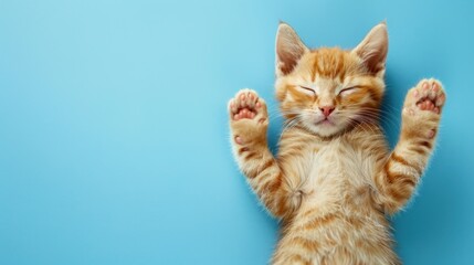 Cute little kitten sleeps on blue background.