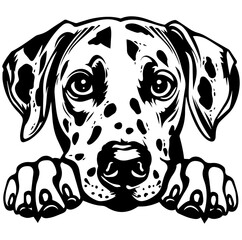 Dalmatian dog face peeking over front paws vector illustration