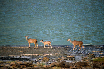 Grand koudou, Tragelaphus strepsiceros , femelle, jeune, Parc national de Bogoria, Kenya