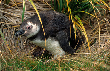 Manchot de Magellan, nid,.Spheniscus magellanicus, Magellanic Penguin, Iles Falkland, Malouines