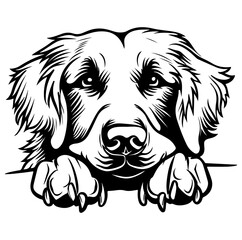 Obraz premium golden retriever dog face peeking over front paws vector illustration