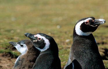 Manchot de Magellan,.Spheniscus magellanicus, Magellanic Penguin, Iles Falkland, Malouines