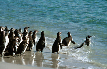 Naklejka premium Manchot de Magellan,.Spheniscus magellanicus, Magellanic Penguin, Iles Falkland, Malouines