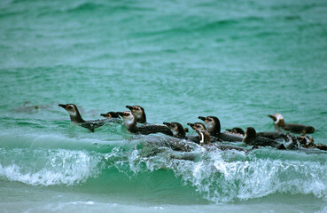 Manchot de Magellan,.Spheniscus magellanicus, Magellanic Penguin, Iles Falkland, Malouines