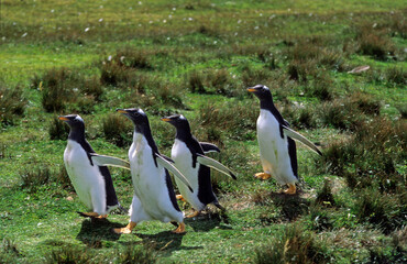 Manchot papou, .Pygoscelis papua, Gentoo Penguin,  Iles Falkland
