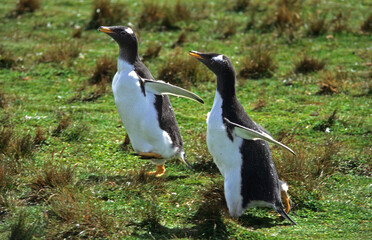 Manchot papou, .Pygoscelis papua, Gentoo Penguin,  Iles Falkland
