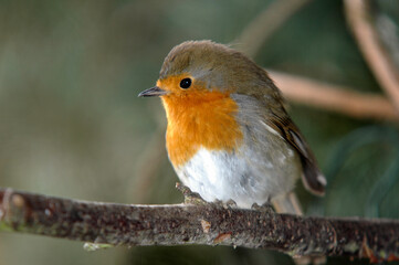 Rougegorge familier,.Erithacus rubecula, European Robin