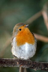 Rougegorge familier,.Erithacus rubecula, European Robin