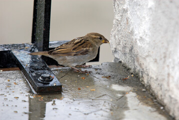 Moineau domestique, .Passer domesticus, House Sparrow