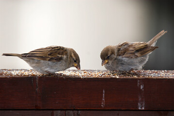 Moineau domestique, .Passer domesticus, House Sparrow