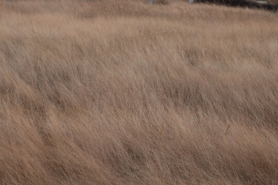 Brown land with brown grass