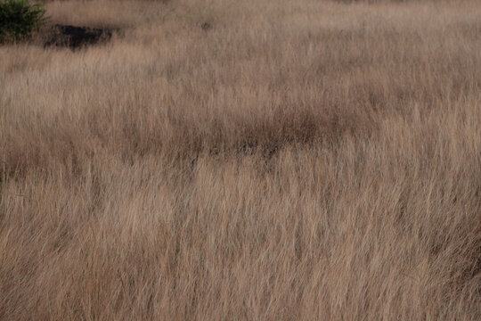 Brown land with small wind