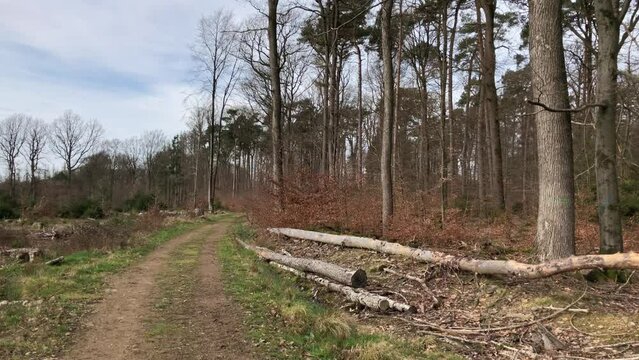 Logging site with felled trees in a forest, lumberyard in the woodlands, deforestation in Germany, Europe