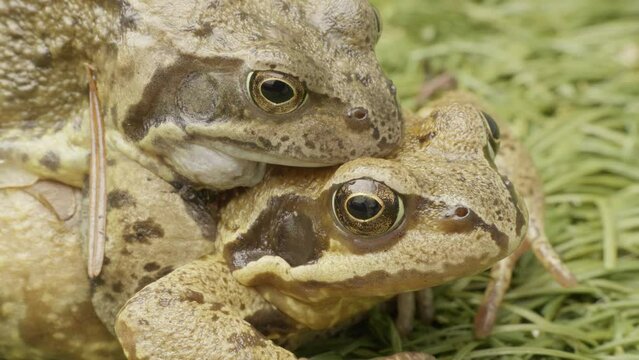 Large common frogs on land mating 4K stock footage