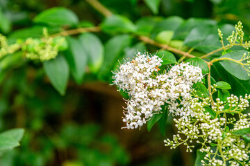 Close up of white flowers on green bush