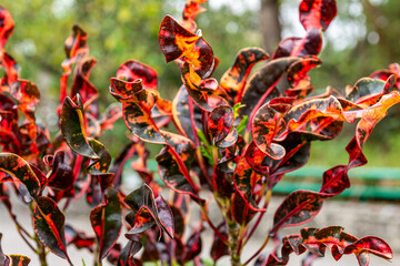 Burning red coloured leaves of a plant in garden