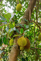 Large green fruit hanging from tree in Hong Kong