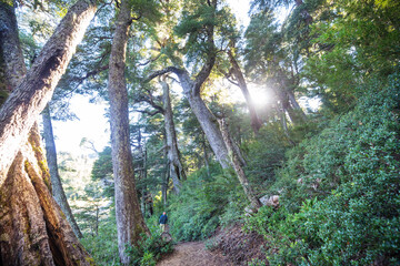 Hike in the forest