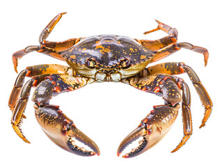 Mud crab isolated on white background PNG