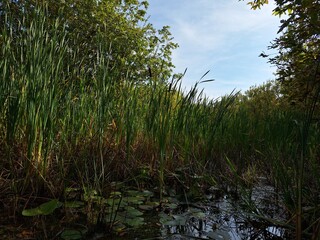 Swamp on a sunny autumn day