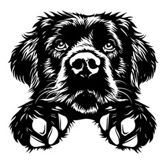 newfoundland dog face peeking over front paws vector illustration