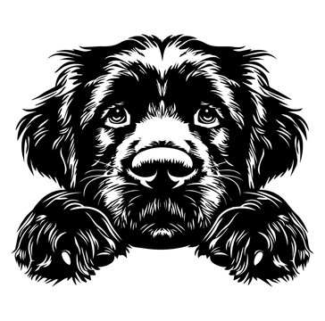 recommend clip art: newfoundland dog face peeking over front paws vector illustration