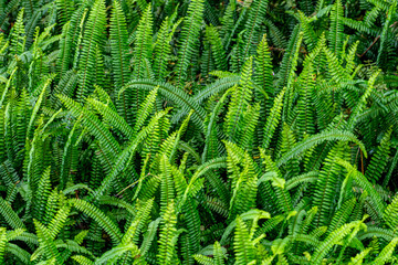 Green fern-like plant leaves