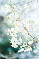 東京の公園に咲く美しい桜の花