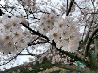 入学式の桜