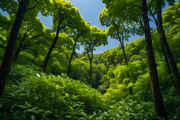 Fototapeta premium green forest 