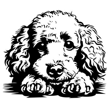 poodle dog face peeking over front paws vector illustration