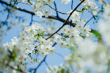 東京の公園に咲く美しい桜の花