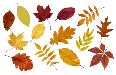 Assortment of colorful autumn leaf cut out on transparent background. Collection of many various...