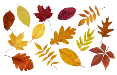 Assortment of colorful autumn leaf cut out on transparent background. Collection of many various fall leaf for design.