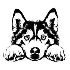 Naklejka premium Siberian Husky dog face peeking over front paws vector illustration