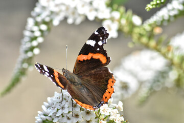 Portrait of a Red Admiral butterly