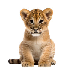 The lion cub. isolated animal, cut out. The kitten is a family of cats. Baby lion.
