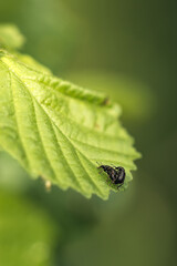 bug on leaf