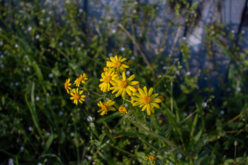 Close up beautiful bright yellow Senecio vernalis or eastern groundsel flowers, growing on the meadow. Spring blooming nature