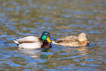 Two Mallards peacefully swim in the lake