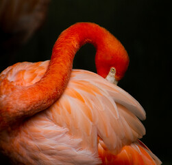 Portrait of a flamingo