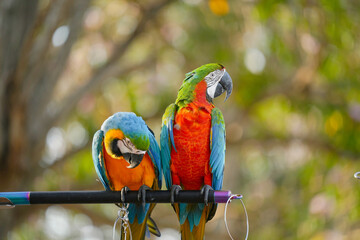 Harlequin macaw with blue and gold macaw parrot show in the park