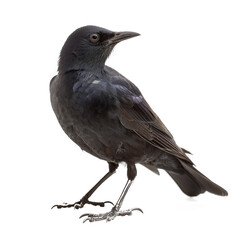 Blackbird  White Background , Isolated Transparent Background Images