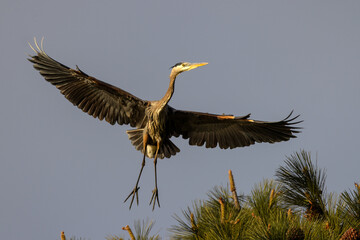 Great blue heron on the top of a pine tree