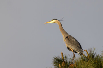 Great blue heron on the top of a pine tree