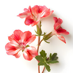 pink lily isolated on white background. Generative AI