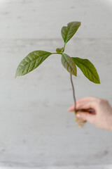 A young sprout of avocado from a seed on a white background. - 760641316